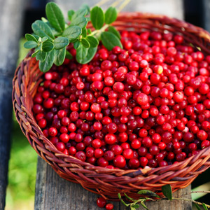 Erntesegen Lingonberry