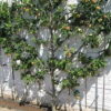 Espalier Apple Combo