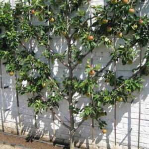 Espalier Apple Combo