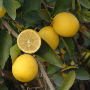 Eustis Limequat