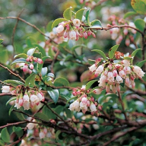 Evergreen Huckleberry