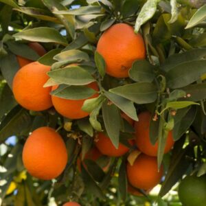 Excalibur Red Lime
