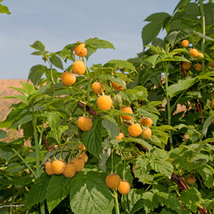 Fall Gold Everbearing Raspberry