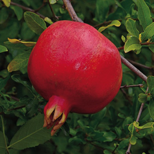 Favorite™ Pomegranate