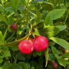 Florida Rose Blueberry