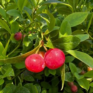Florida Rose Blueberry
