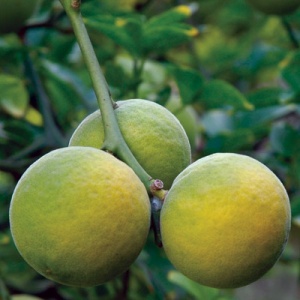 Flying Dragon Citrus