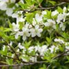 Formosa Japanese Plum