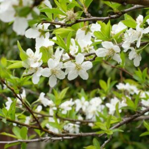 Formosa Japanese Plum