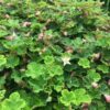 Formosan Carpet Raspberry