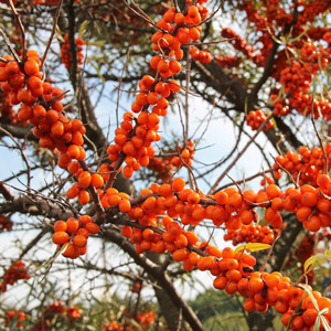 Frugana Sea Berry