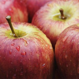 Fuji Apple Tree