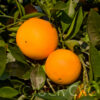 Fukumoto Navel Orange