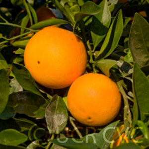 Fukumoto Navel Orange
