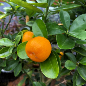 Fukushu Kumquat