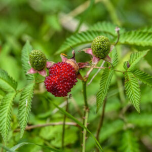 Funberry Raspberry