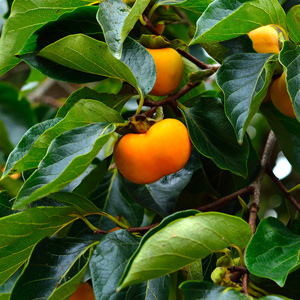 Fuping Jian Shi Asian Persimmon