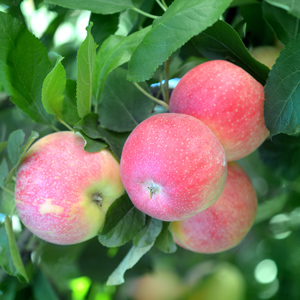 Gala Apple Tree