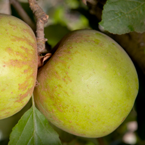 Garden Delicious Dwarf Apple