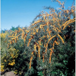 Garden's Gift™ Sea Berry