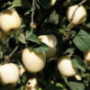 Ghost Apple Tree