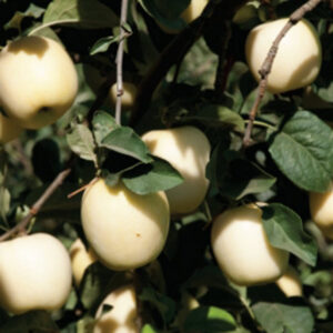 Ghost Apple Tree
