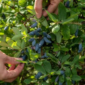 Giant's Heart Honeyberry