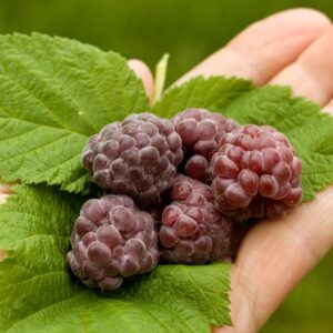 Glencoe Purple Raspberry