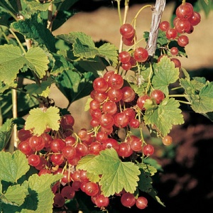 Gloire des Sablons Pink Currant