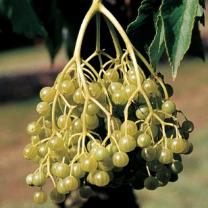 Goldbeere European Elderberry