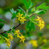 Golden Flowering Currant