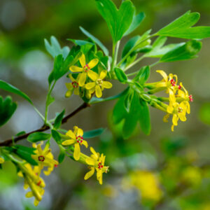 Golden Flowering Currant