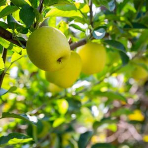 Golden Delicious Apple Tree