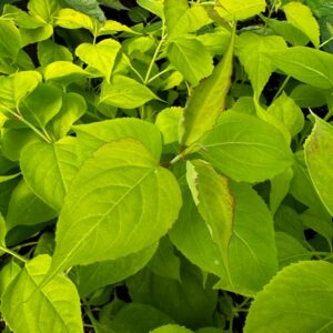 Golden Lanterns Chocolate Berry
