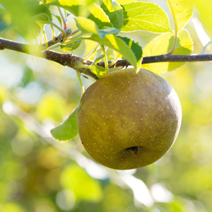 Golden Russet Apple Tree