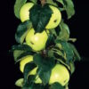 Golden Sentinel™ Columnar Apple