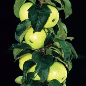 Golden Sentinel™ Columnar Apple