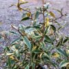 Golden Silverberry