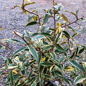 Golden Silverberry