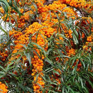 Golden Sweet™ Sea Berry