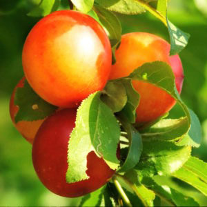 Golden Transparent Plum