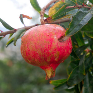 Granada Pomegranate