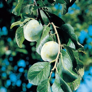Green Gage Plum