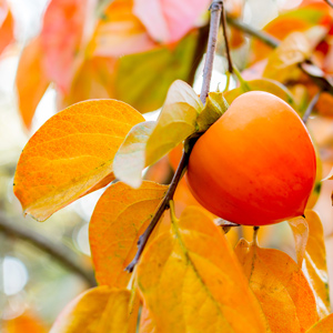 Hachiya Asian Persimmon