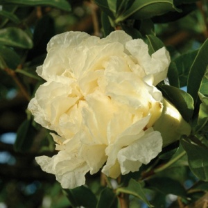 Haku-Botan White Pomegranate