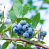 Hannah's Choice Blueberry
