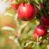 Haralson Apple Tree