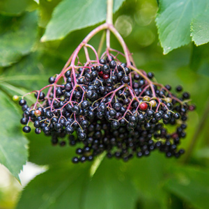Haschberg European Elderberry