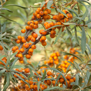 Hergo Sea Berry
