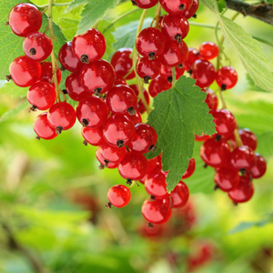Heros Red Currant